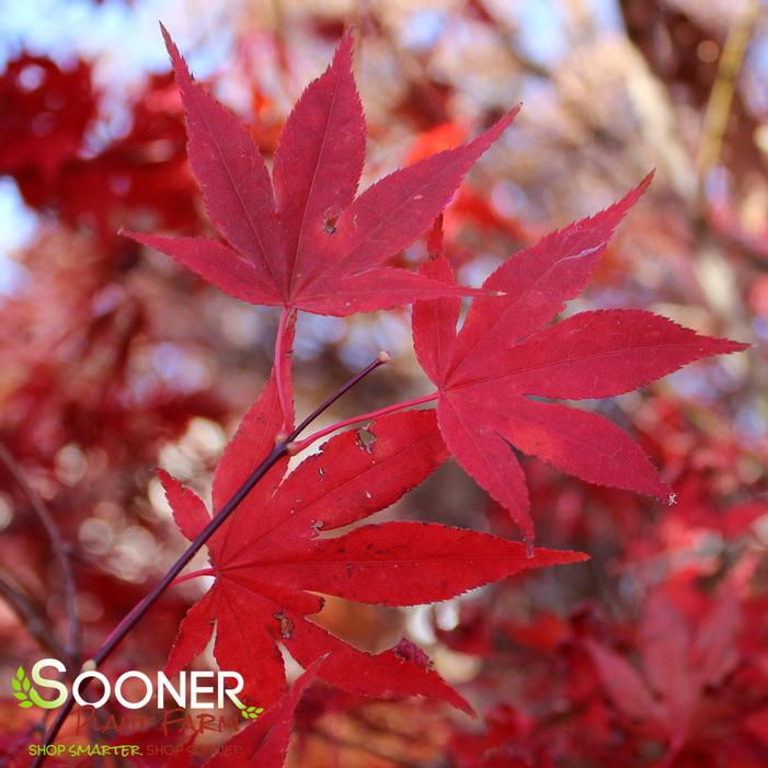 OSHIO BENI UPRIGHT JAPANESE MAPLE