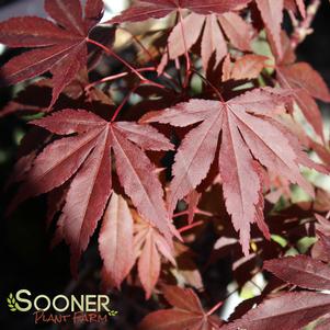 Acer palmatum 'Fireglow'