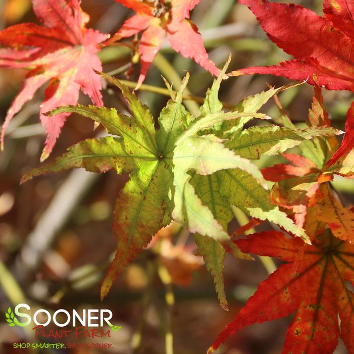 PEACHES AND CREAM UPRIGHT JAPANESE MAPLE