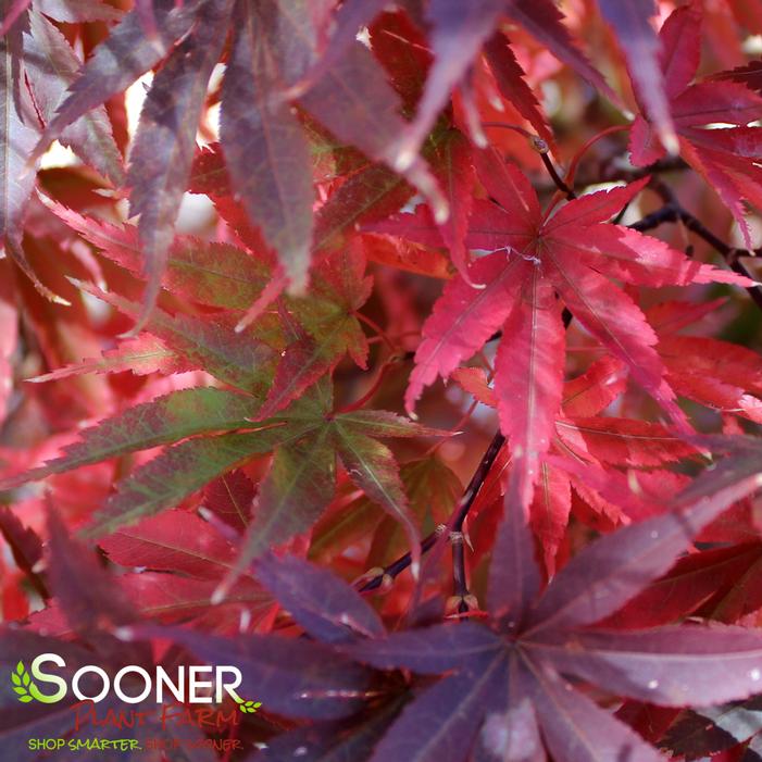 PIXIE UPRIGHT JAPANESE MAPLE