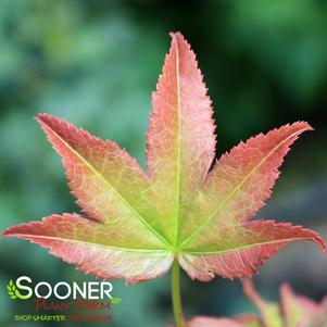 Acer palmatum 'Fujiyama'