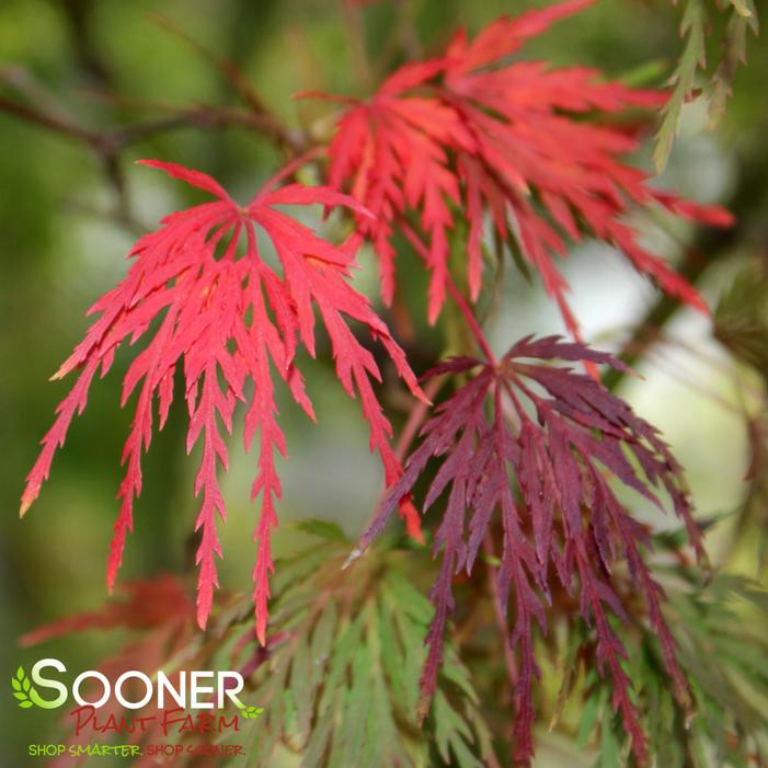 SEIRYU UPRIGHT JAPANESE MAPLE