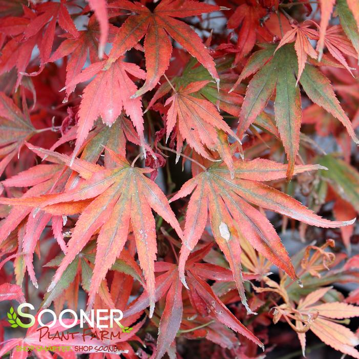 SHAINA DWARF UPRIGHT JAPANESE MAPLE