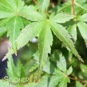 Acer palmatum 'Sharp's Pygmy'