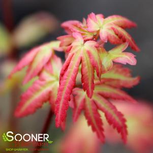 Acer palmatum dissectum 'Sherwood Elfin'