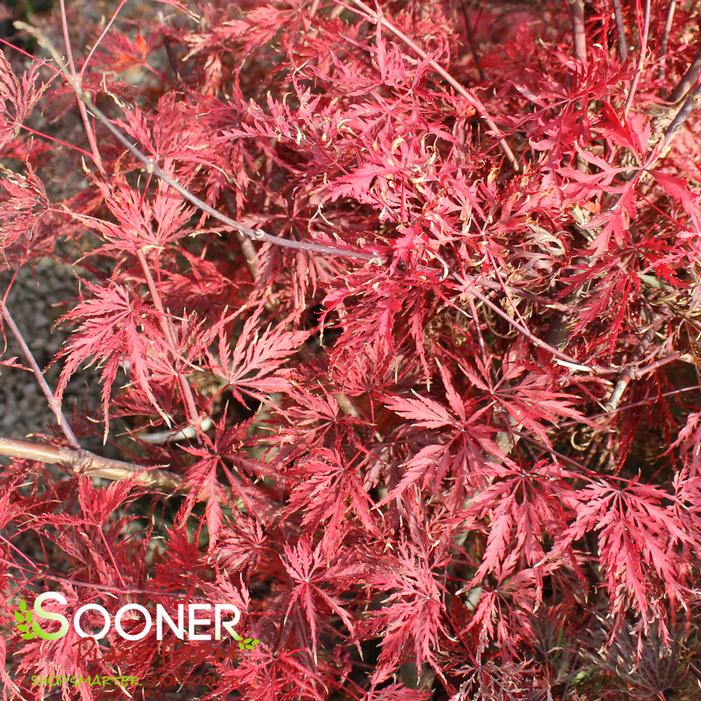 RED SELECT WEEPING JAPANESE MAPLE