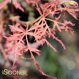 Acer palmatum dissectum 'Prince Charming'