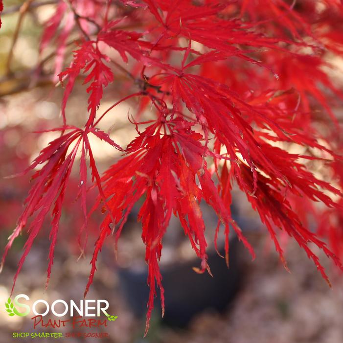 TAMUKEYAMA WEEPING JAPANESE MAPLE