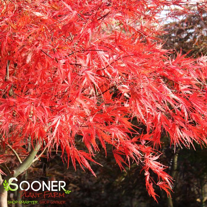 TAMUKEYAMA WEEPING JAPANESE MAPLE