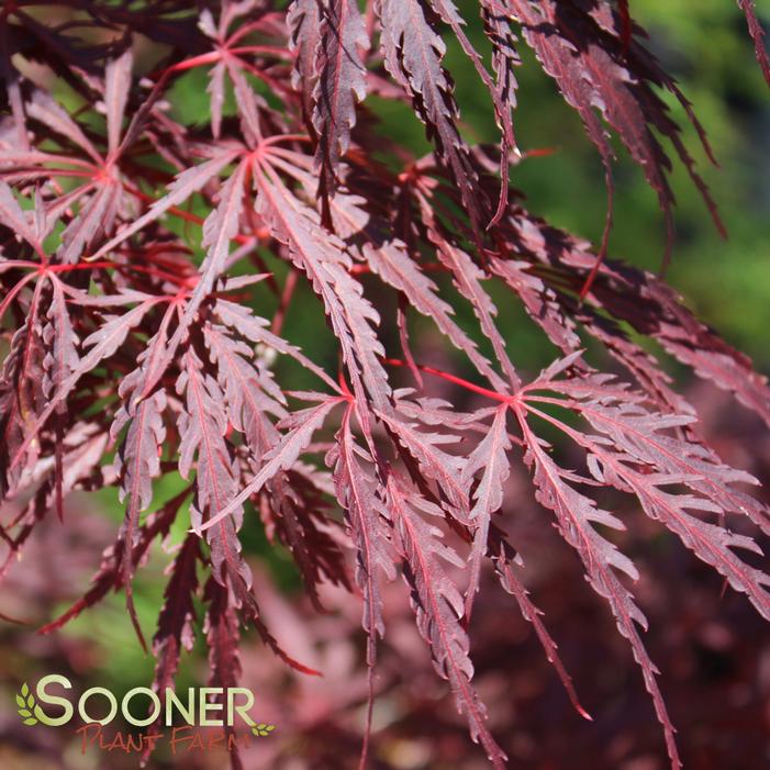 TAMUKEYAMA WEEPING JAPANESE MAPLE