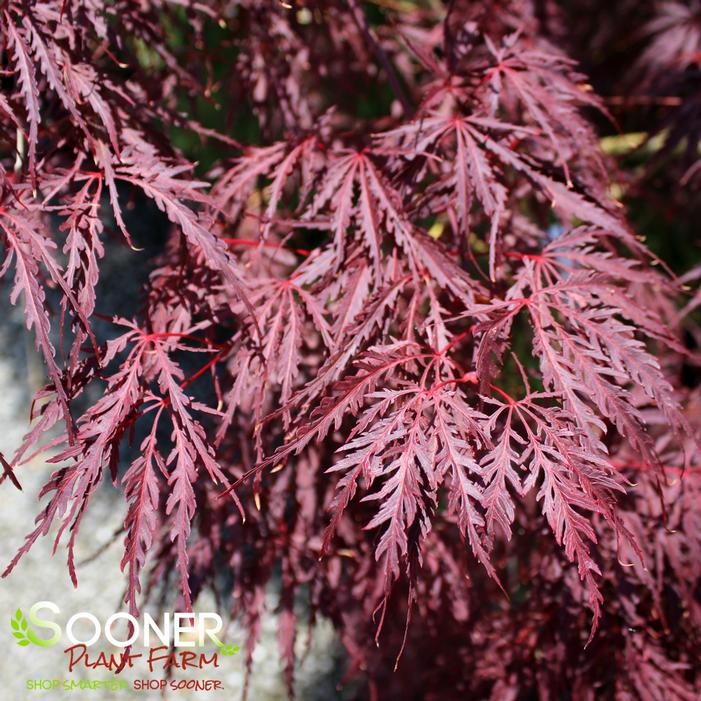 TAMUKEYAMA WEEPING JAPANESE MAPLE