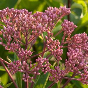 Eupatorium dubium 'Baby Joe'