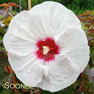 Hibiscus x moscheutos 'Crown Jewels'