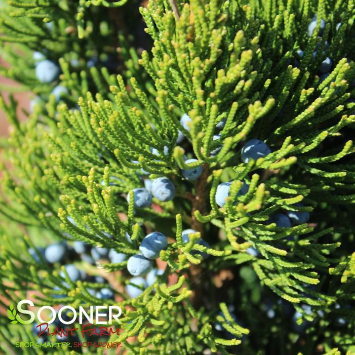 CANAERTI JUNIPER