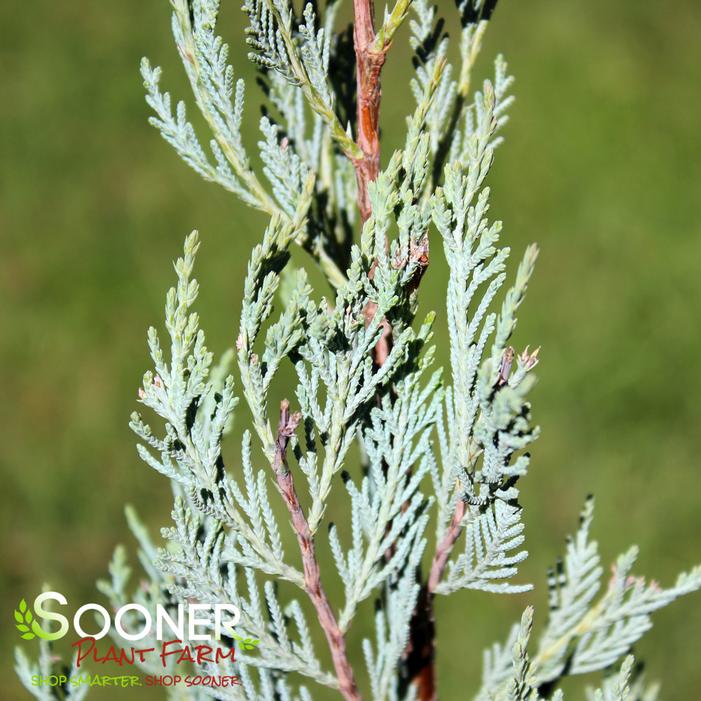 MOONGLOW JUNIPER