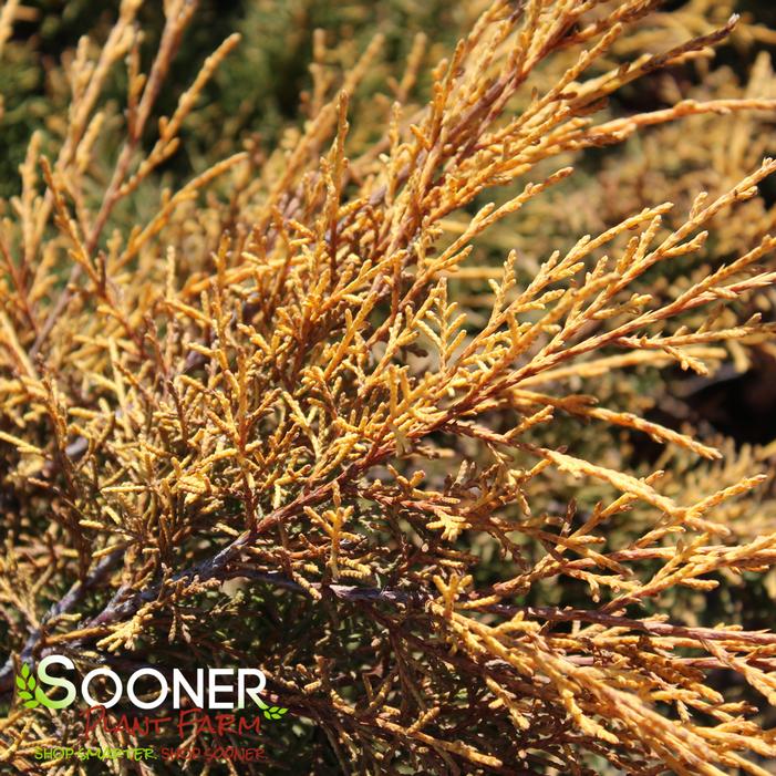 SAYBROOK GOLD® JUNIPER