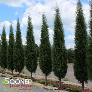 Juniperus virginiana 'Taylor'