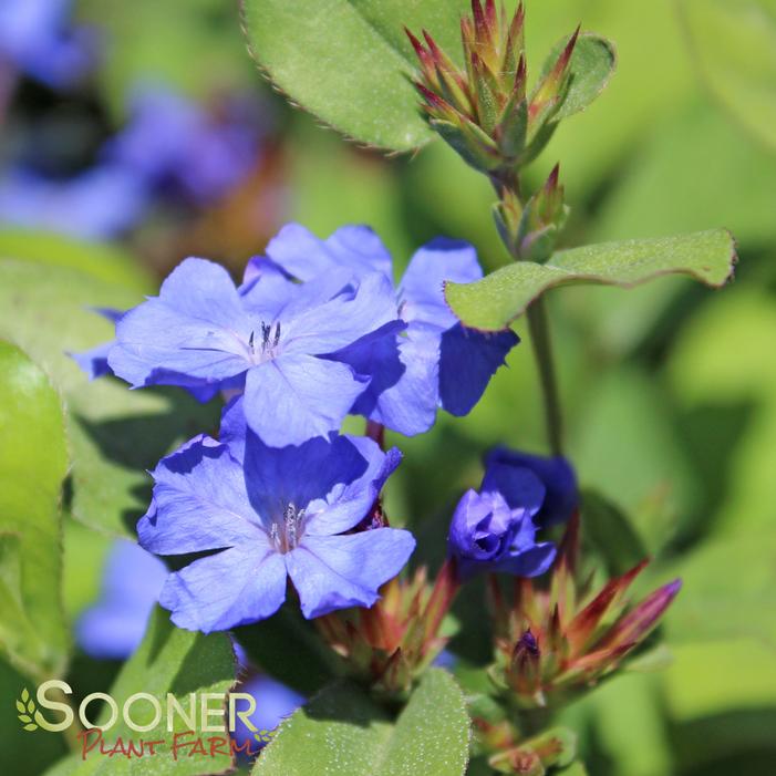 BLUE PLUMBAGO