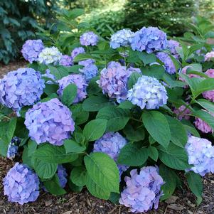 Hydrangea macrophylla 'SMNHSME'