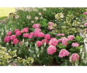 LET'S DANCE® STARLIGHT HYDRANGEA