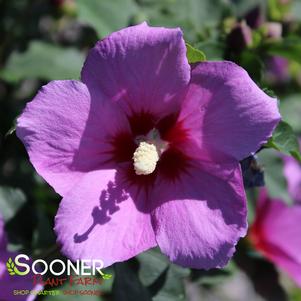 Hibiscus syriacus 'SHIMRV24'