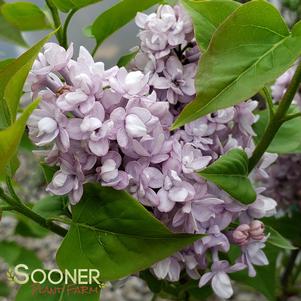 Syringa x hyacinthiflora 'SMNSHBBL'