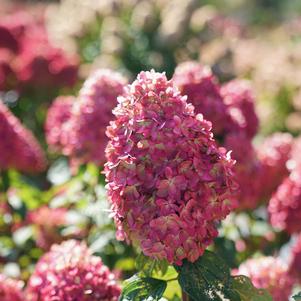 Hydrangea paniculata 'SMNHPH'