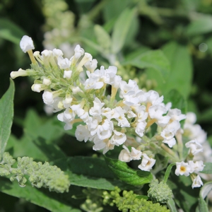 LO & BEHOLD® ICE CHIP BUTTERFLY BUSH