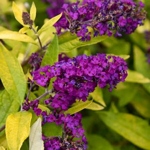 Buddleia x 'Gold Drop'