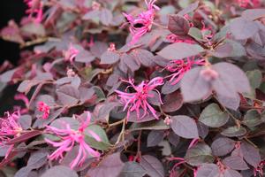 CRIMSON FIRE™ LOROPETALUM