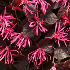 JAZZ HANDS PINK® LOROPETALUM