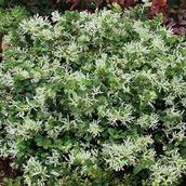 SNOW MUFFIN® LOROPETALUM