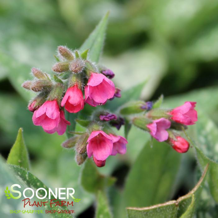 RASPBERRY SPLASH LUNGWORT