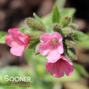 Pulmonaria x 'Lisa Marie'