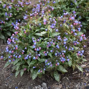 Pulmonaria x 'Pink-a-Blue'