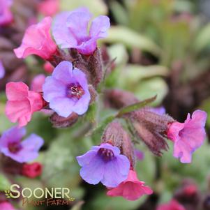 Pulmonaria x 'Silver Bouquet'