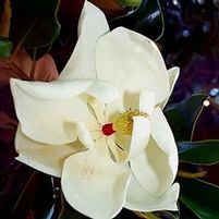 LITTLE GEM MAGNOLIA