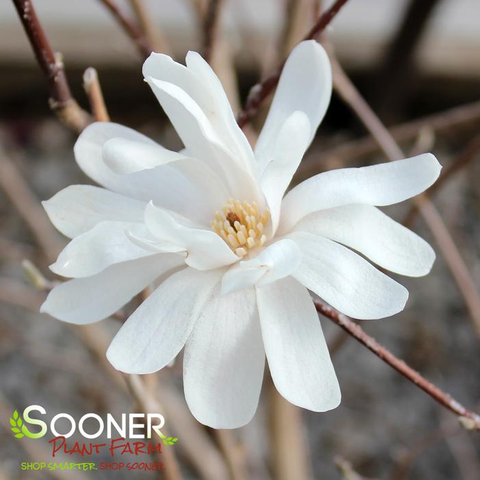 ROYAL STAR MAGNOLIA