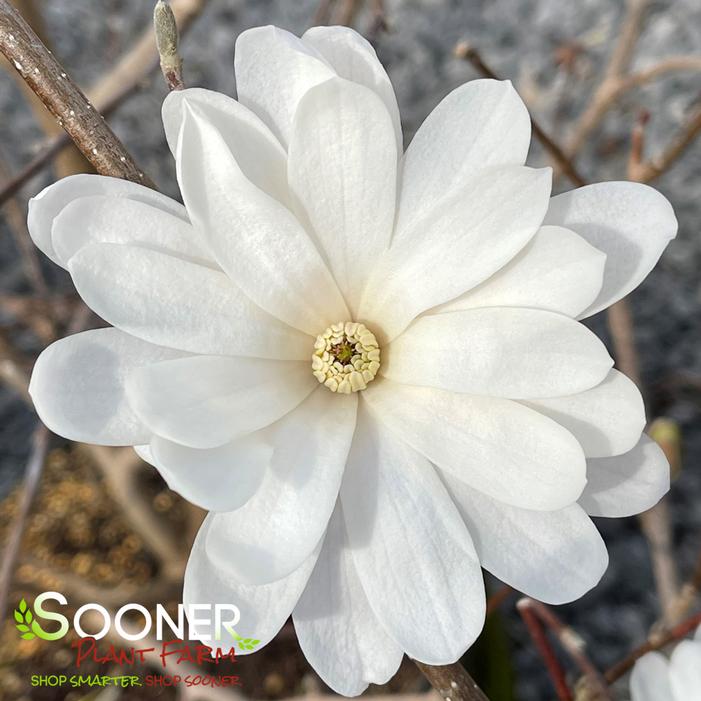 ROYAL STAR MAGNOLIA