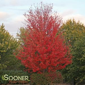 Acer freemanii 'Autumn Blaze'