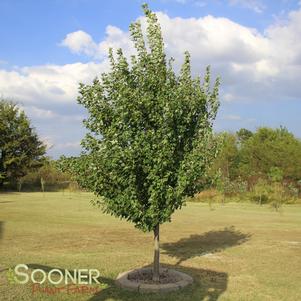 Acer rubrum 'Autumn Flame'