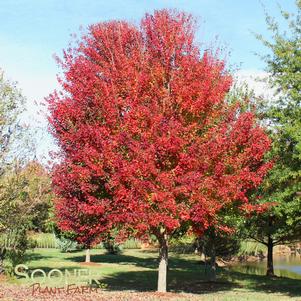 Acer rubrum 'Franksred'