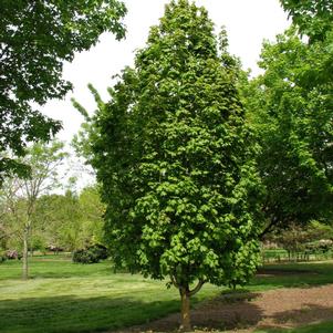 Acer saccharum 'Barrett Cole'