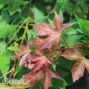 FIRE DRAGON® SHANTUNG MAPLE