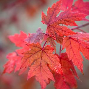 Acer x freemanii 'Bailston'