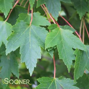 Acer rubrum 'Sun Valley'