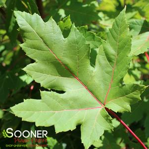 Acer rubrum 'Somerset'