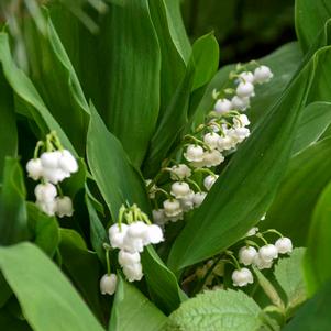 Convallaria majalis ''