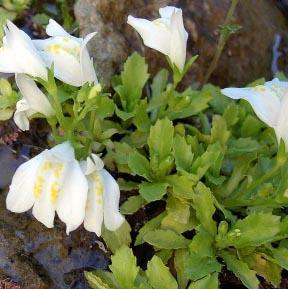 WHITE MAZUS