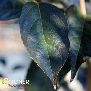 Styrax japonica 'Evening Light'